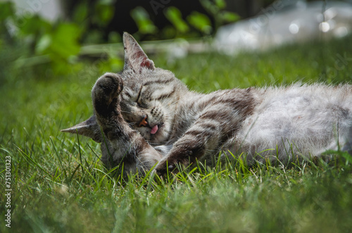 Gray cat with stripes of whiskas color lies in the grass and washes itself photo