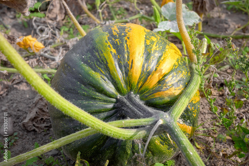 Close up of a pumpkin growing on a field, selective focus.