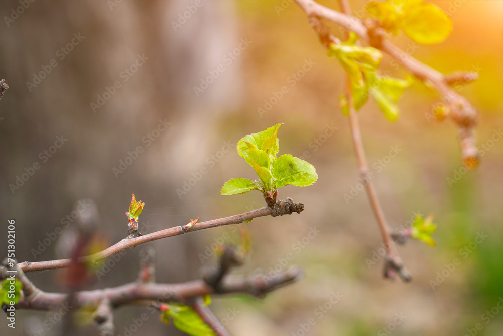 First spring blooming leaves on the twigs of trees First spring blooming leaves on the twigs of trees