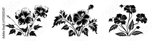 Silhouette of Hibiscus Flowers and Leaves, Black and White Hibiscus Flower Illustration photo