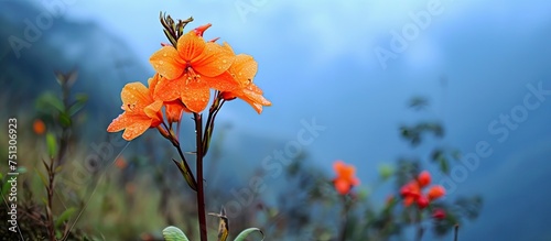 A single vibrant orange flower stands out in a field  with majestic mountains in the background. The flower blooms brightly against the greenery  creating a striking contrast against the backdrop of