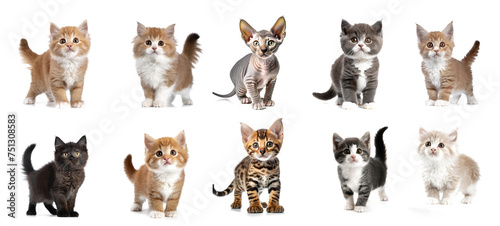 cats babys standing isolated on white background, cut out