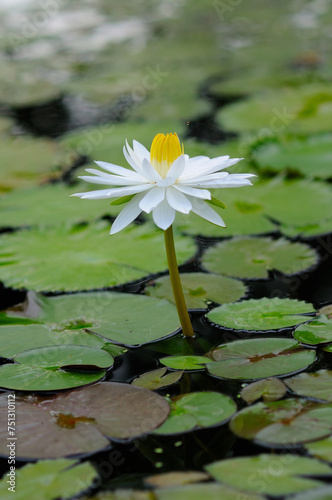 An Attractive Huge White Water Lily
