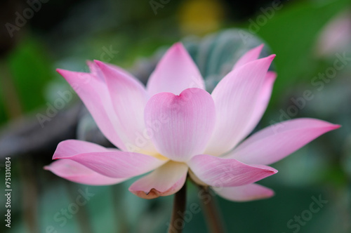 Side View of a Big Pink Lotus