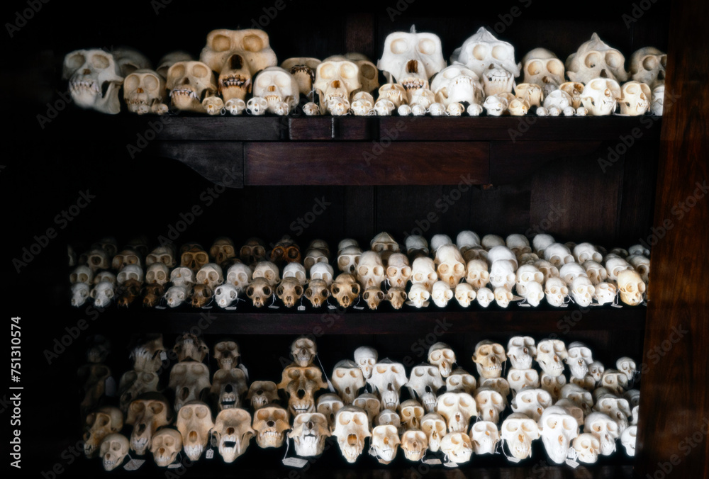 Throphy. Forbidden import. Apoe skulls. Tiger skin. Collection. Teeth.  Ivory. Eighteis.Smugling goods