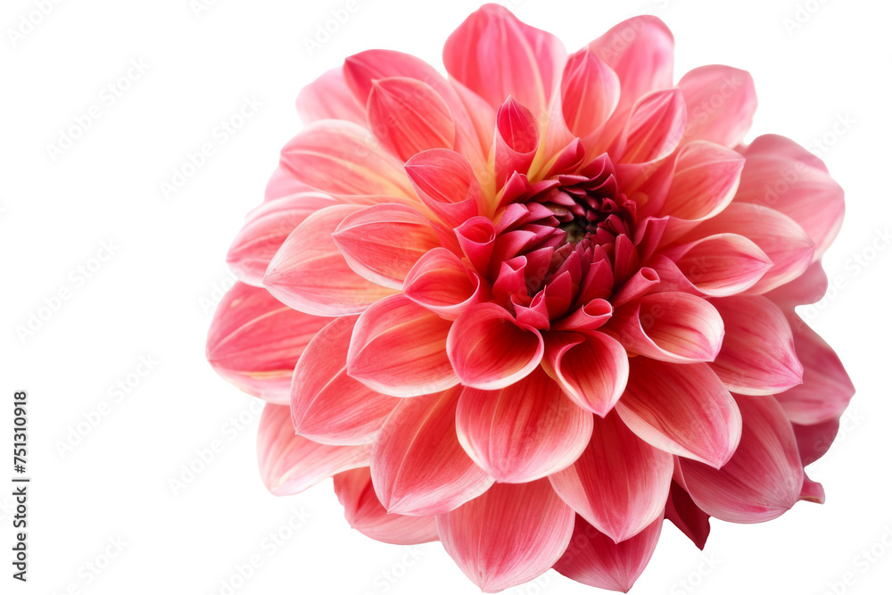 Close up of Tropical flower isolated on background, colorful vivid floral bouquet, spring season of blooming flower.