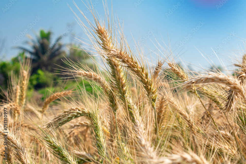 Wheat close up. Wheat field. Background of ripening ears of wheat.