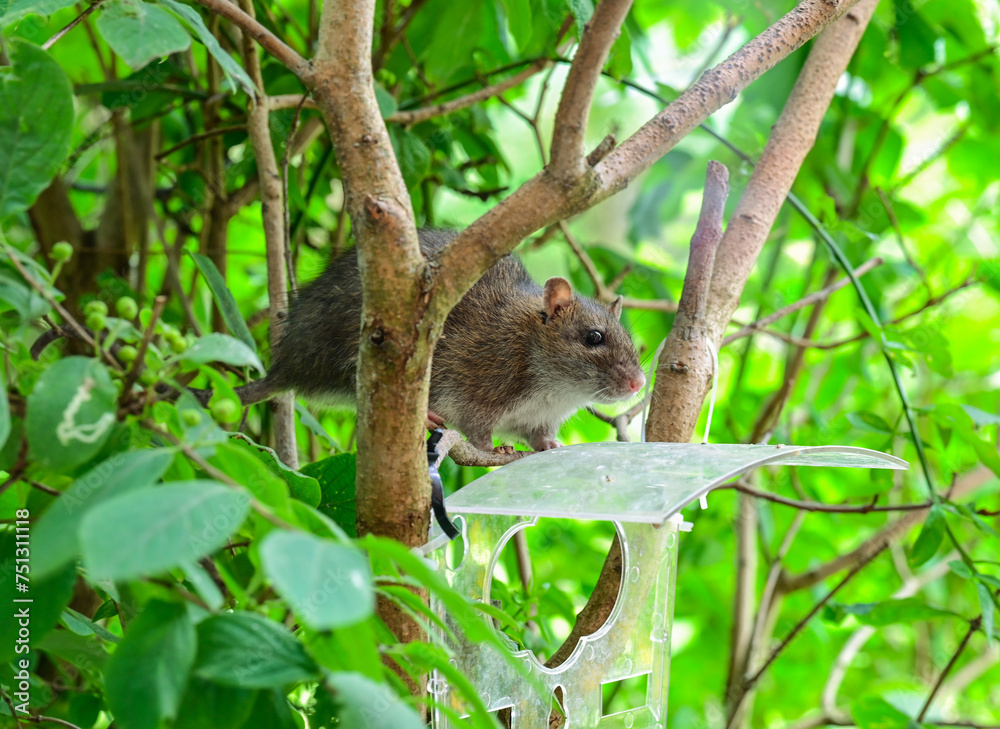 Ratte sitzt auf einem Ast vor Vogelhaus und sucht nach Nahrung Ratte sitzt auf einem Ast vor Vogelhaus und sucht nach Nahrung