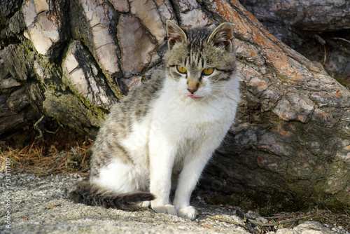 Photography kitten in the wild