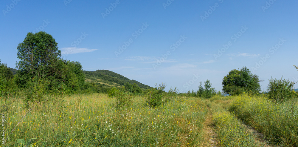 An earthen road in the grass passing through a field. Several trees on both sides. Tall grass with yellow flowers. Bright blue sky with clouds. Georgia.