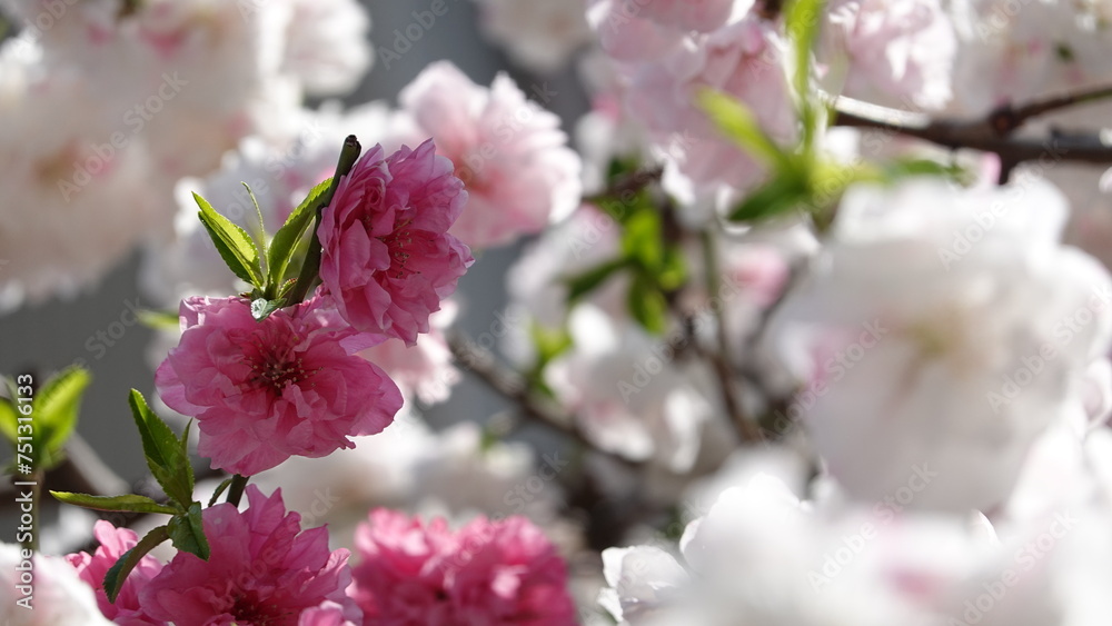 Obraz premium 桃の花