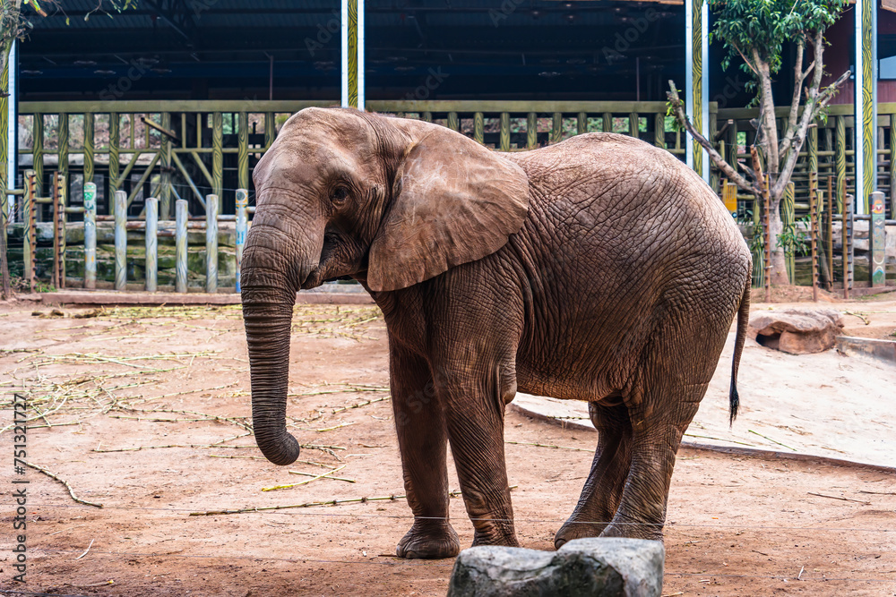 Fototapeta premium elephant in zoo