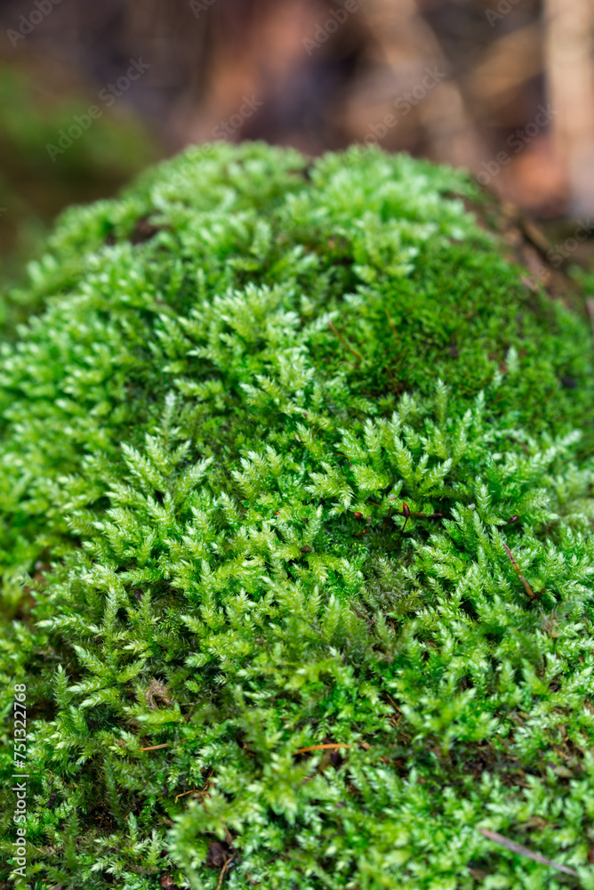 moss on tree trunk closeup selective focus moss on tree trunk closeup selective focus