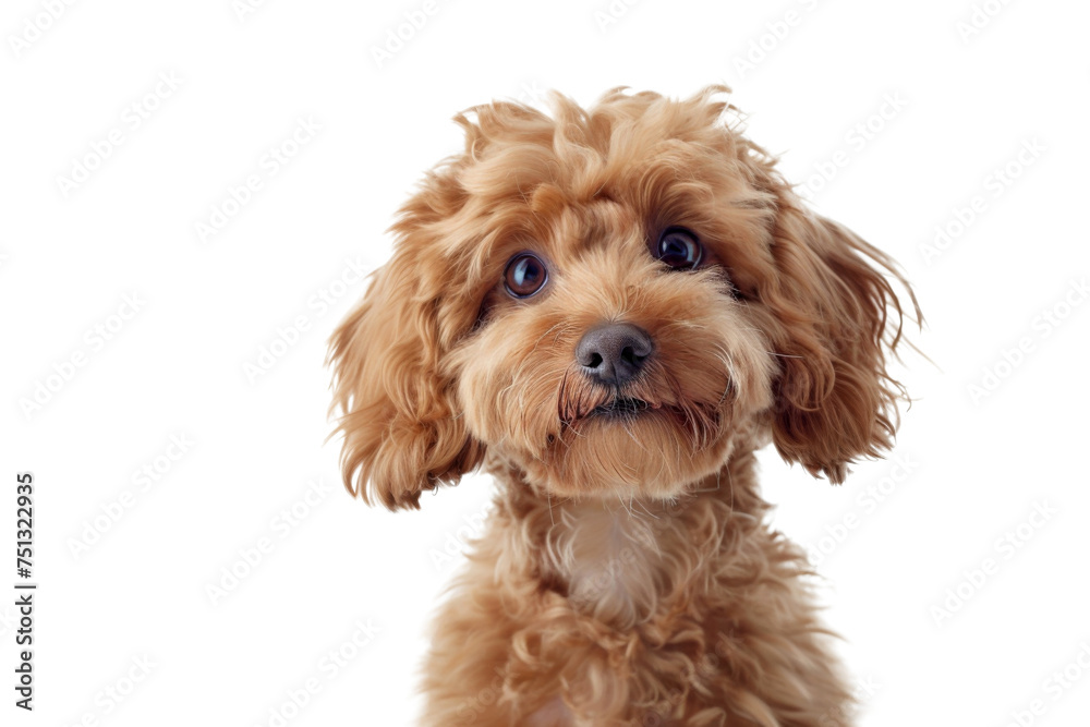 Cute fluffy portrait smile Puppy dog Poodle that looking at camera isolated on clear png background, funny moment, lovely dog, pet concept. - obrazy, fototapety, plakaty 