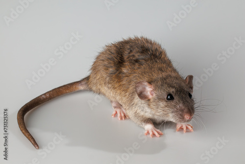 Agouti-colored rat. Rodent isolated on a gray background. Animal portrait for cutting