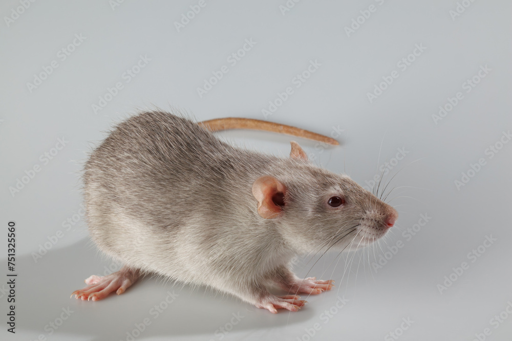 Rat with gray fur. Rodent isolated on a gray background. Animal portrait for cutting and lettering Rat with gray fur. Rodent isolated on a gray background. Animal portrait for cutting and lettering