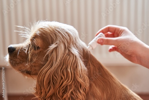 the dog is treated with a flea remedy. The dog is dripped on the withers with a parasite remedy