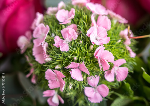 Beautiful pink rose close up