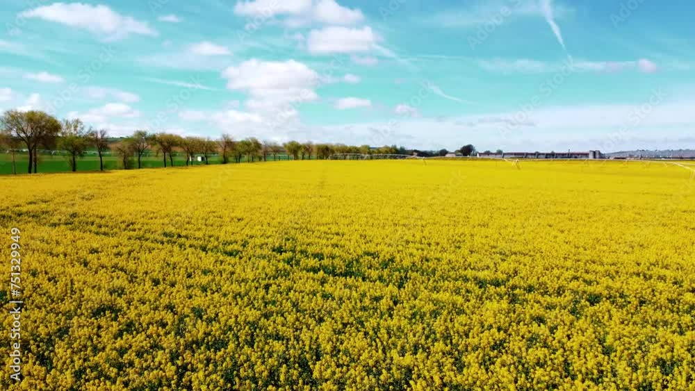 Campos de Colza