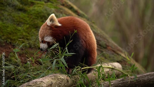 Red panda Ailurus fulgens feeding on bamboo leaves, close-up frontal photo