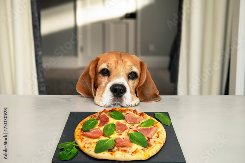 beagle dog with sad eyes looks at the pizza on the table
​