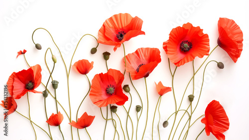 Red poppy flowers. Memory day flat background concept illustration  drawing of a poppy flower. Red poppies in a row. Horizontal background with red poppies on white background. Summer background