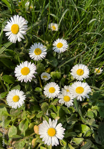 Many daisies on the grass