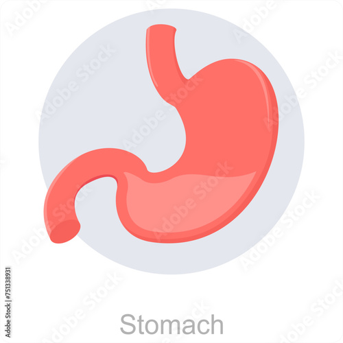 Stomach