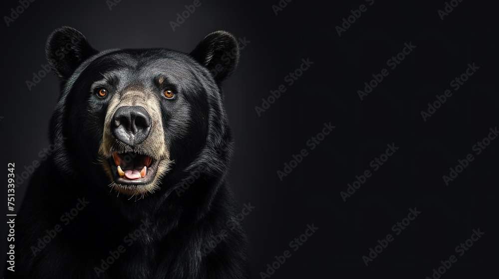 Obraz premium Front view of Sun Bear on dark gray background. Wild animals banner with copy space