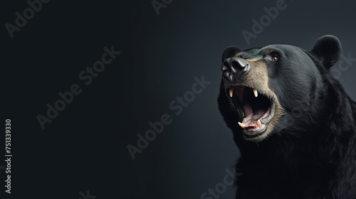 Front view of Sun Bear on dark gray background. Wild animals banner with copy space