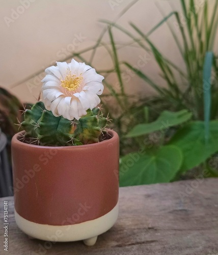 Gymnocalycium  Mihanovici was embarrassed.  (Gymnocalycium mihanovichii) cactus with flowers blooming. photo