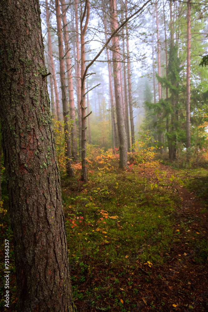 Autumn forest in the early morning in fog. Beautiful landscape. Autumn forest in the early morning in fog. Beautiful landscape.
