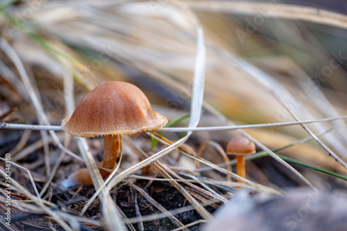 Close up of a scurfy twiglet mushroom also called Tubaria furfuracea photo