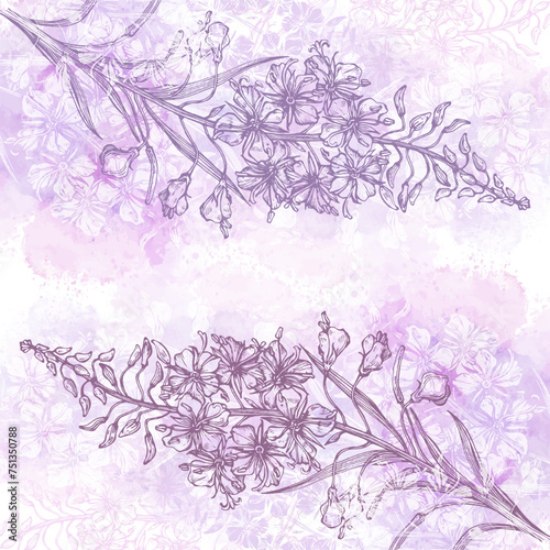 Art botanical background vector. Luxury design with fireweed flowers and pink watercolor splash. Template design for text, packaging and prints.