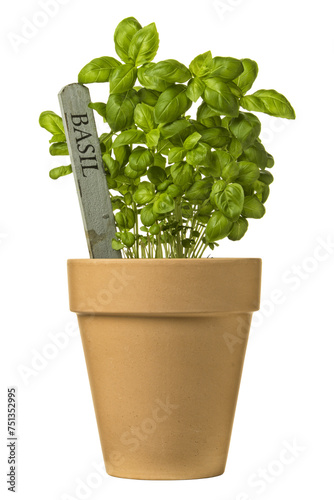 basil plant in clay pot with name tag isolated