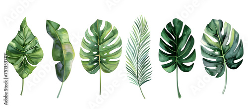 A watercolor vector illustration set featuring tropical leaves, exotic plants, palm leaves, and monstera isolated on a white background.