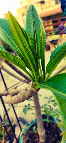 Green fresh plant part apical area of leaf node started photosynthesis by its green colour containing chlorophyll 