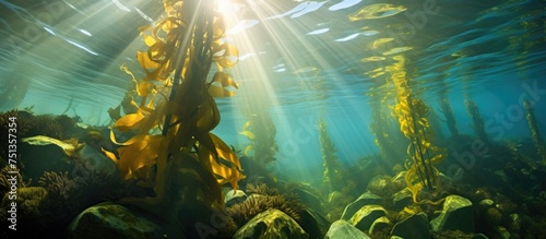 This image depicts a dense forest of seaweed, specifically giant kelp, thriving underwater. The sunlight filters through the water, providing the necessary energy for the kelp to grow and create a