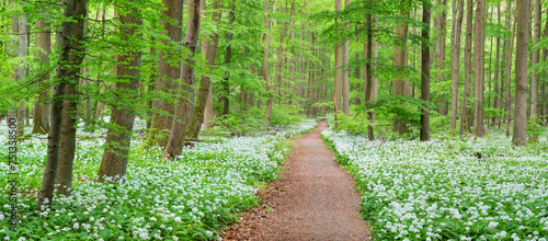 Footpath through Natural Green Forest of Beech Trees in Spring, Wild Garlic in Bloom, Hainich National Park, Germany