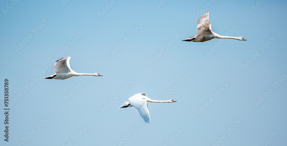 Obraz premium Flying swans in the blue sky. Waterfowl at the nesting site. A flock of swans walks on a blue lake.