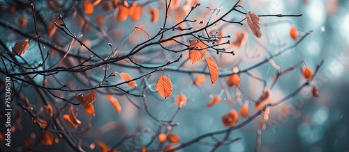 A tree branch with vibrant orange leaves is shown in the image, with rain falling gently around it. The raindrops create a soothing ambiance as they land on the leaves.