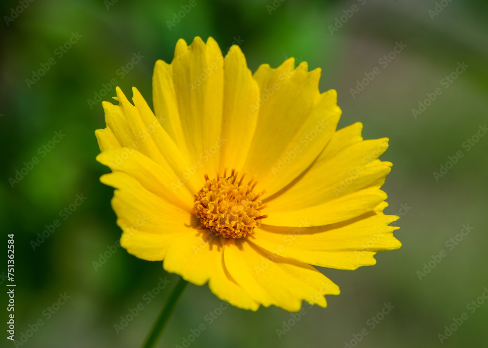 One flower of yellow chamomile on a blurred green background One flower of yellow chamomile on a blurred green background