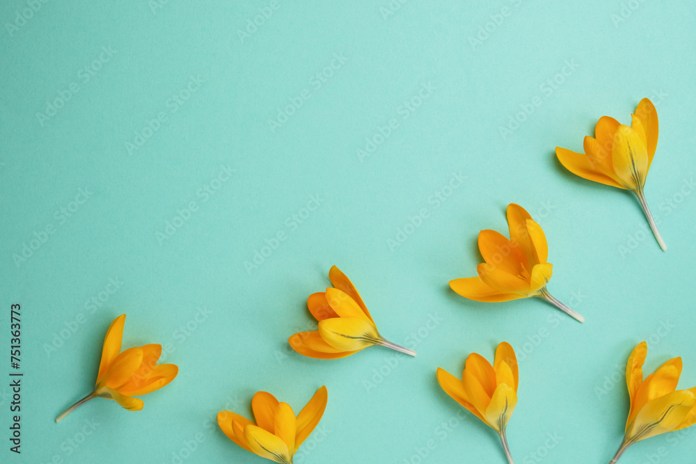 Naklejka premium Flower flat lay from saffron flowers on a mint background. Top view and copy space.