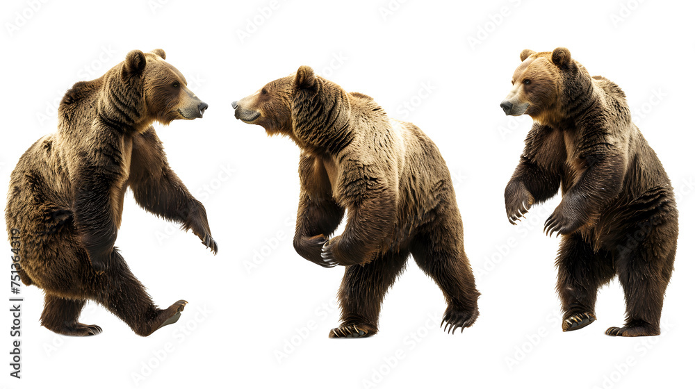 Fototapeta premium bear png picture