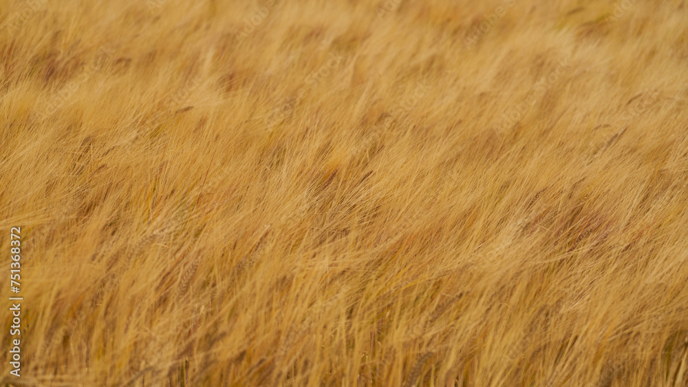 Golden yellow wheat field as farming background texture Golden yellow wheat field as farming background texture