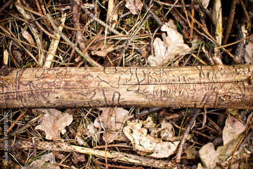 Woodworm borer tunels pattern. Dead tree infested by larvas macro surface texture. Infected tree on forest ground.