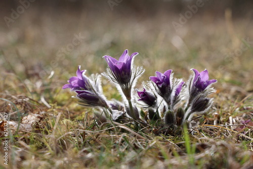 Beautiful purple fluffy flower Oriental Pulsatilla patens pasqueflower