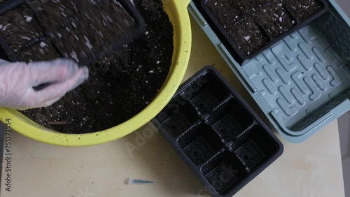 Female hands in gloves fill containers for sowing seeds for seedlings