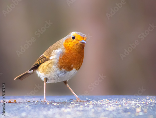 robin on a branch © Nelton Gomes