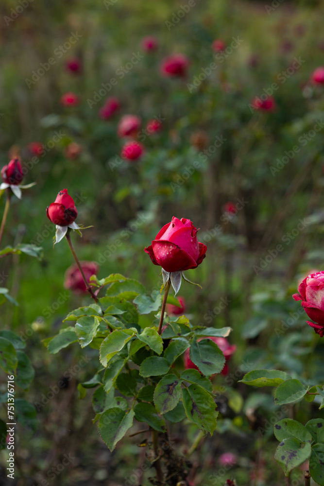 Small red roses flower growing in garden green nature Small red roses flower growing in garden green nature